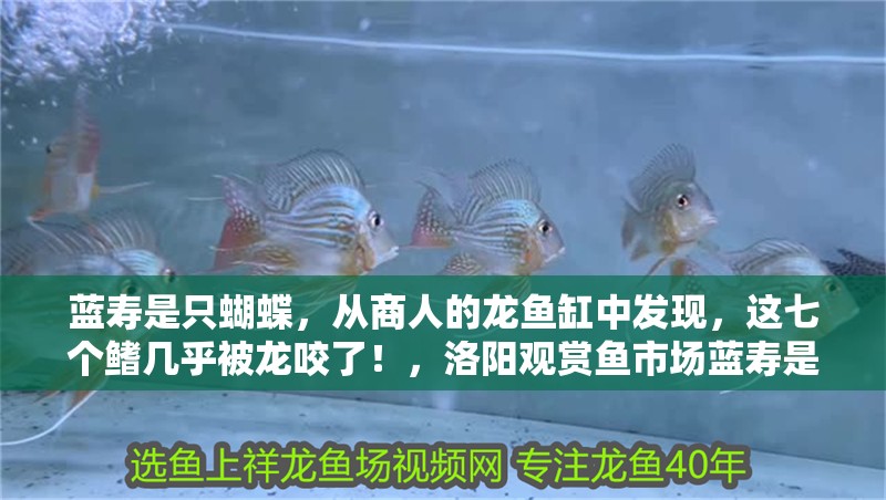 藍壽是只蝴蝶，從商人的龍魚缸中發現，這七個鰭幾乎被龍咬了！，洛陽觀賞魚市場藍壽是只蝴蝶，從商人的龍魚缸中發現，這七個鰭幾乎被龍咬了！