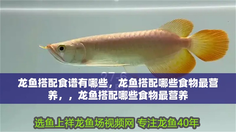 龍魚搭配食譜有哪些，龍魚搭配哪些食物最營養，，龍魚搭配哪些食物最營養