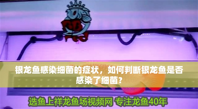 銀龍魚感染細菌的癥狀，如何判斷銀龍魚是否感染了細菌？ 銀龍魚感染細菌的癥狀，如何判斷銀龍魚是否感染了細菌？ 龍魚百科