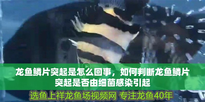 龍魚鱗片突起是怎么回事，如何判斷龍魚鱗片突起是否由細菌感染引起