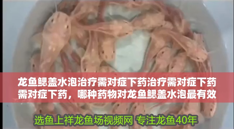 龍魚鰓蓋水泡治療需對癥下藥治療需對癥下藥需對癥下藥，哪種藥物對龍魚鰓蓋水泡最有效？