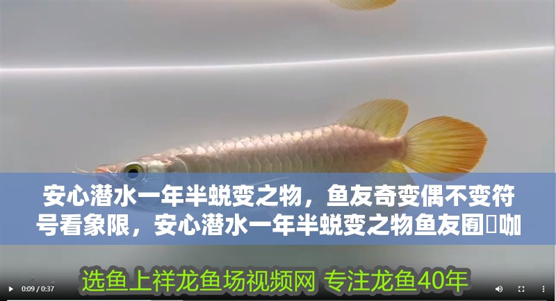 安心潛水一年半蛻變之物，魚友奇變偶不變符號看象限，安心潛水一年半蛻變之物魚友囿點咖啡