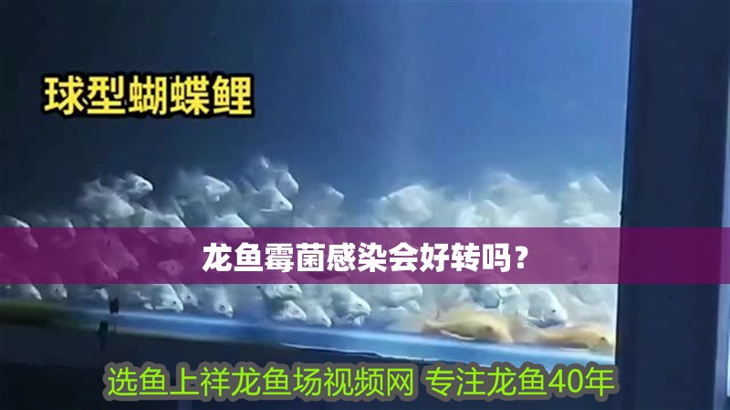 龍魚霉菌感染會好轉嗎？