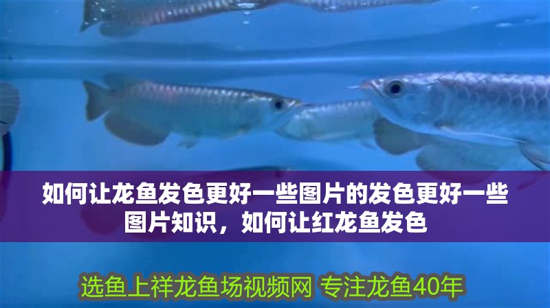 如何讓龍魚發色更好一些圖片的發色更好一些圖片知識，如何讓紅龍魚發色