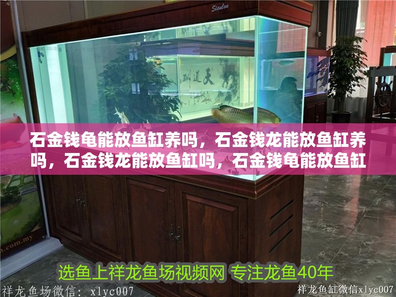 石金錢龜能放魚缸養嗎，石金錢龍能放魚缸養嗎，石金錢龍能放魚缸嗎，石金錢龜能放魚缸養嗎，
