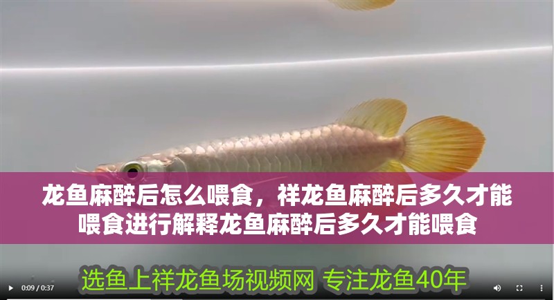 龍魚(yú)麻醉后怎么喂食，祥龍魚(yú)麻醉后多久才能喂食進(jìn)行解釋龍魚(yú)麻醉后多久才能喂食