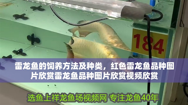 雷龍魚的飼養(yǎng)方法及種類，紅色雷龍魚品種圖片欣賞雷龍魚品種圖片欣賞視頻欣賞