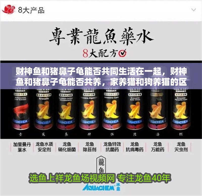 財神魚和豬鼻子龜能否共同生活在一起，財神魚和豬鼻子龜能否共養，家養貓和狗養貓的區別 財神魚和豬鼻子龜能否共同生活在一起，財神魚和豬鼻子龜能否共養，家養貓和狗養貓的區別 觀賞魚百科 第3張