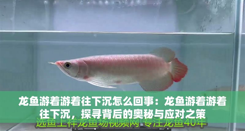 龍魚游著游著往下沉怎么回事：龍魚游著游著往下沉，探尋背后的奧秘與應對之策