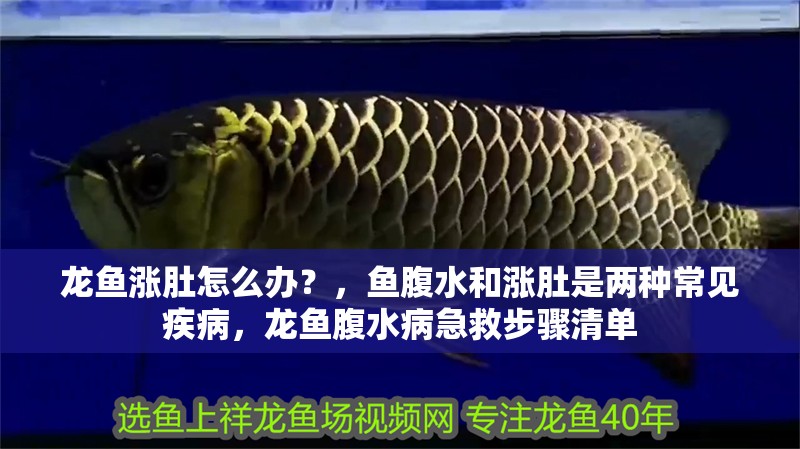 龍魚漲肚怎么辦？，魚腹水和漲肚是兩種常見疾病，龍魚腹水病急救步驟清單