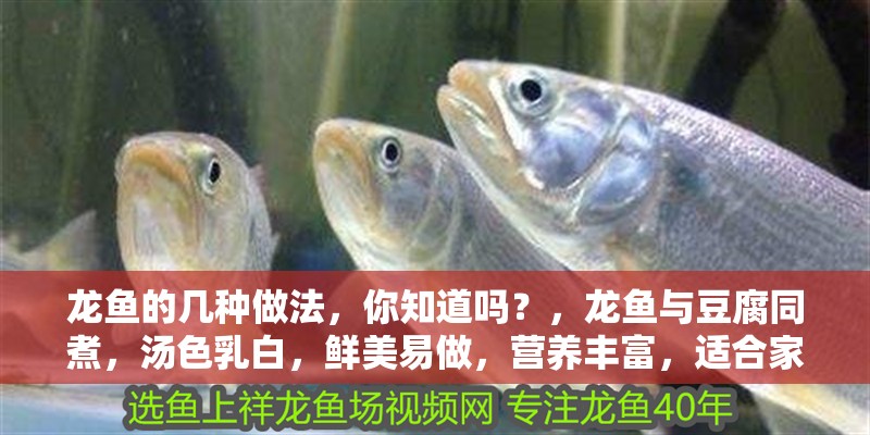 龍魚的幾種做法，你知道嗎？，龍魚與豆腐同煮，湯色乳白，鮮美易做，營養(yǎng)豐富，適合家庭聚餐