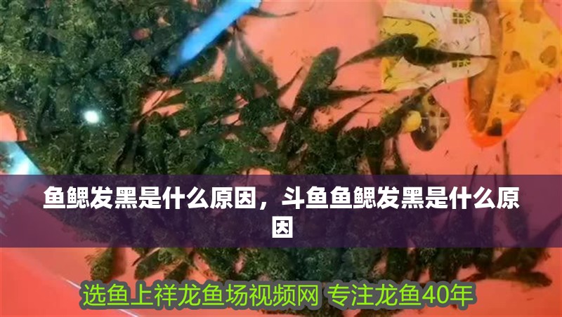 魚鰓發(fā)黑是什么原因，斗魚魚鰓發(fā)黑是什么原因