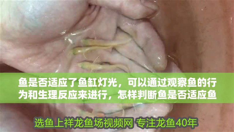 魚是否適應(yīng)了魚缸燈光，可以通過觀察魚的行為和生理反應(yīng)來進(jìn)行，怎樣判斷魚是否適應(yīng)魚缸燈光？