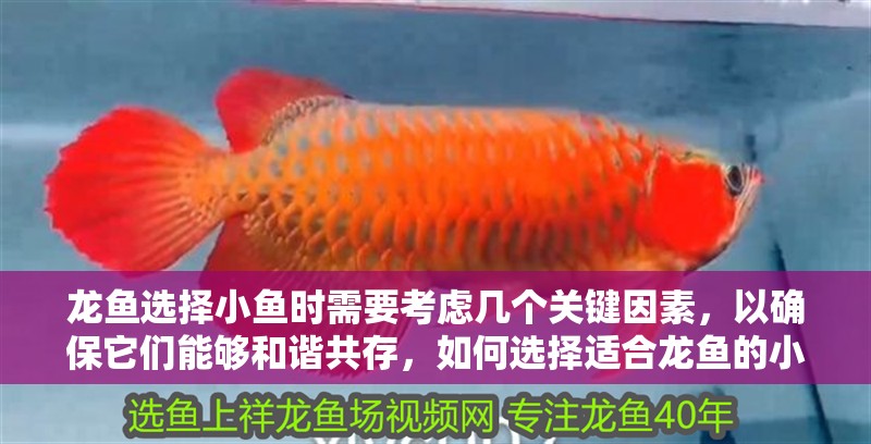 龍魚選擇小魚時需要考慮幾個關(guān)鍵因素，以確保它們能夠和諧共存，如何選擇適合龍魚的小魚品種？