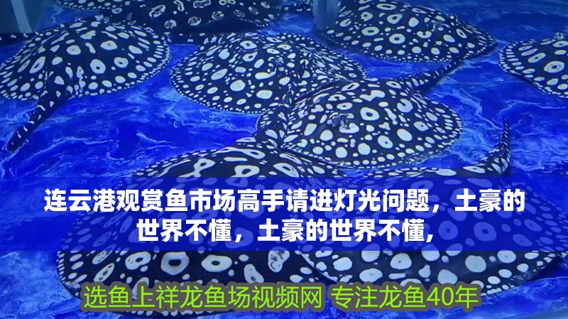 連云港觀賞魚市場高手請進燈光問題，土豪的世界不懂，土豪的世界不懂,