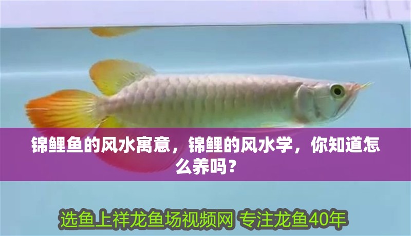 錦鯉魚的風水寓意，錦鯉的風水學，你知道怎么養嗎？ 錦鯉魚的風水寓意，錦鯉的風水學，你知道怎么養嗎？ 觀賞魚百科 第2張