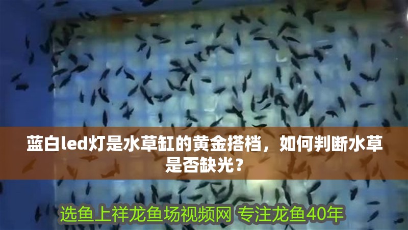 藍白led燈是水草缸的黃金搭檔，如何判斷水草是否缺光？
