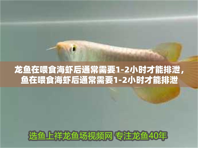龍魚(yú)在喂食海蝦后通常需要1-2小時(shí)才能排泄，魚(yú)在喂食海蝦后通常需要1-2小時(shí)才能排泄