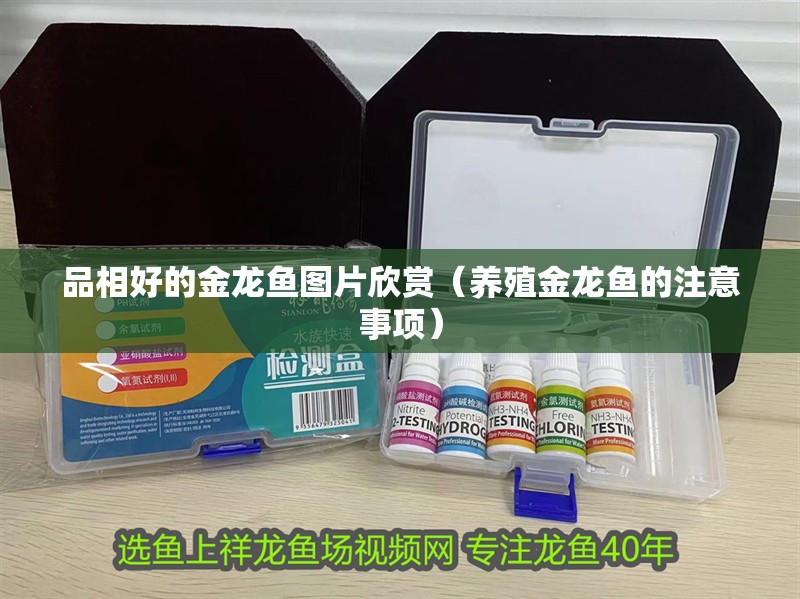 品相好的金龍魚圖片欣賞（養(yǎng)殖金龍魚的注意事項）