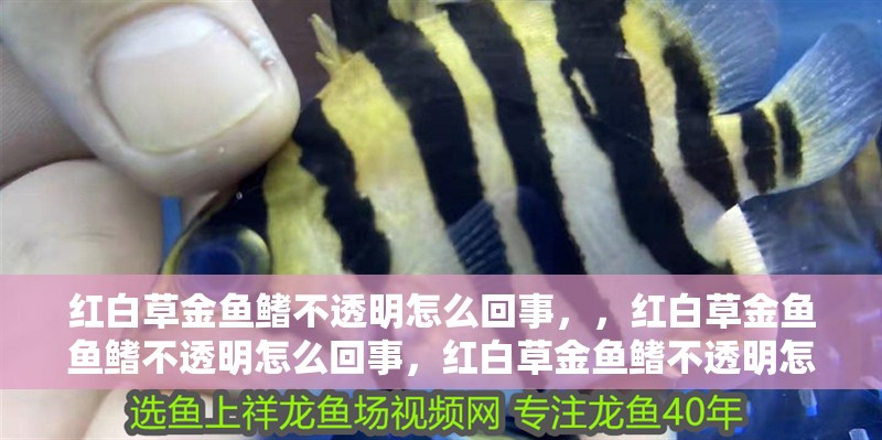 紅白草金魚鰭不透明怎么回事，，紅白草金魚魚鰭不透明怎么回事，紅白草金魚鰭不透明怎么回事