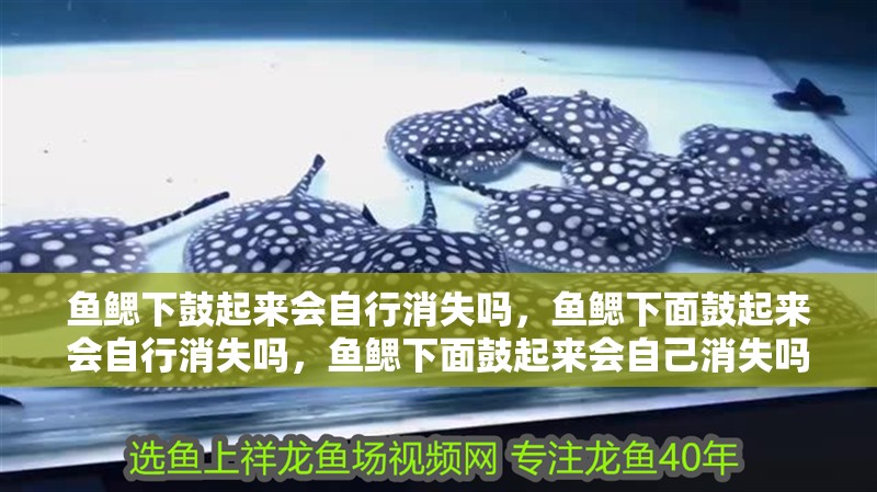 魚鰓下鼓起來會自行消失嗎，魚鰓下面鼓起來會自行消失嗎，魚鰓下面鼓起來會自己消失嗎？