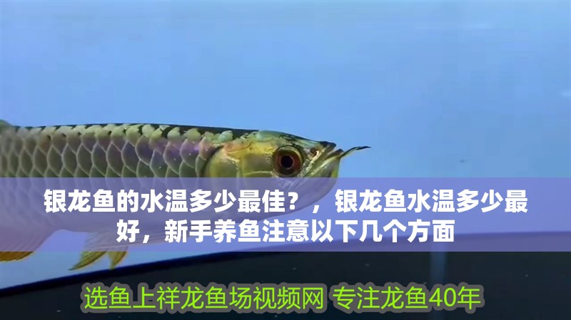 銀龍魚的水溫多少最佳？，銀龍魚水溫多少最好，新手養魚注意以下幾個方面