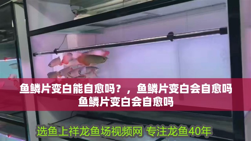 魚鱗片變白能自愈嗎？，魚鱗片變白會自愈嗎魚鱗片變白會自愈嗎