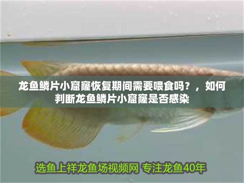 龍魚鱗片小窟窿恢復期間需要喂食嗎？，如何判斷龍魚鱗片小窟窿是否感染 龍魚鱗片小窟窿恢復期間需要喂食嗎？，如何判斷龍魚鱗片小窟窿是否感染 龍魚百科