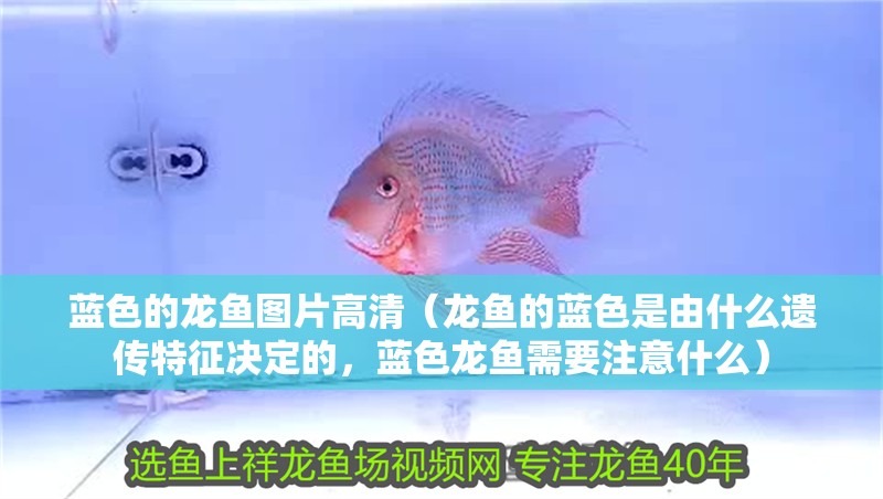 藍色的龍魚圖片高清（龍魚的藍色是由什么遺傳特征決定的，藍色龍魚需要注意什么）