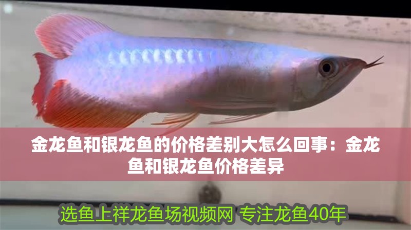 金龍魚和銀龍魚的價(jià)格差別大怎么回事：金龍魚和銀龍魚價(jià)格差異