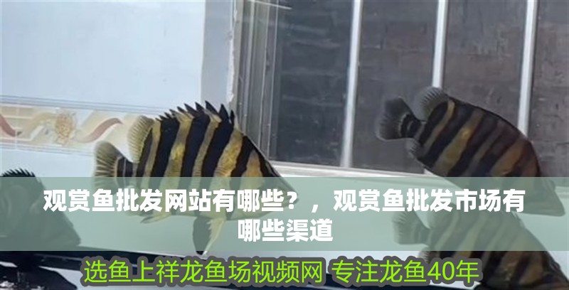 觀賞魚批發網站有哪些？，觀賞魚批發市場有哪些渠道