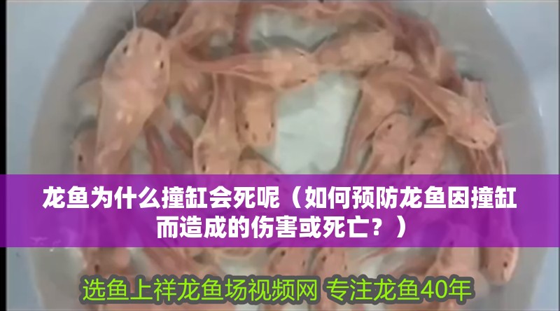 龍魚為什么撞缸會死呢（如何預防龍魚因撞缸而造成的傷害或死亡？）
