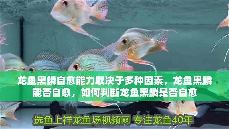 龍魚(yú)黑鱗自愈能力取決于多種因素，龍魚(yú)黑鱗能否自愈，如何判斷龍魚(yú)黑鱗是否自愈