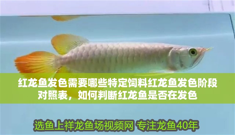 紅龍魚發(fā)色需要哪些特定飼料紅龍魚發(fā)色階段對(duì)照表，如何判斷紅龍魚是否在發(fā)色
