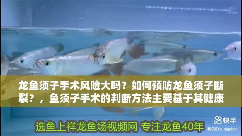 龍魚須子手術(shù)風(fēng)險(xiǎn)大嗎？如何預(yù)防龍魚須子斷裂？，魚須子手術(shù)的判斷方法主要基于其健康狀況和生長環(huán)境