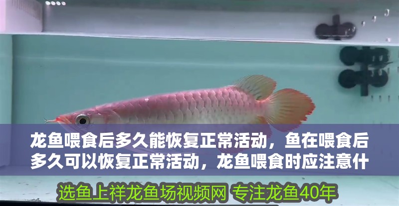 龍魚喂食后多久能恢復正常活動，魚在喂食后多久可以恢復正常活動，龍魚喂食時應注意什么