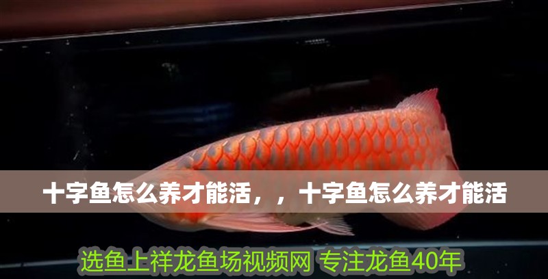 十字魚怎么養才能活，，十字魚怎么養才能活