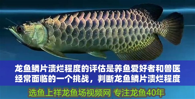 龍魚鱗片潰爛程度的評估是養魚愛好者和獸醫經常面臨的一個挑戰，判斷龍魚鱗片潰爛程度的評估是養魚愛好者和獸醫經常面臨的一個挑戰