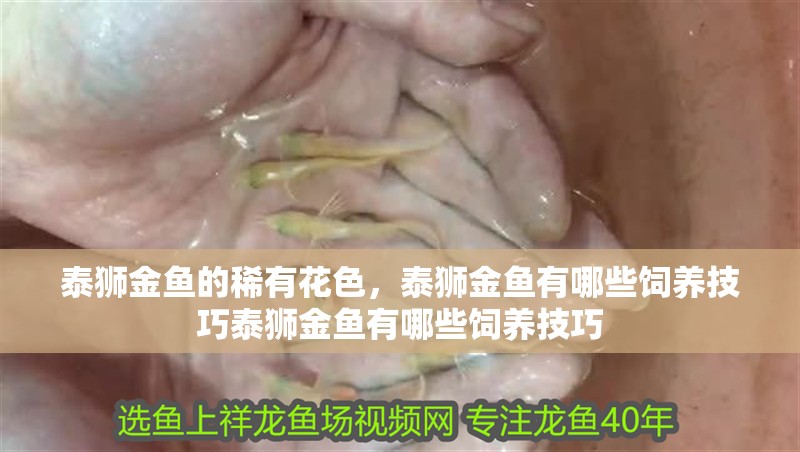 泰獅金魚的稀有花色，泰獅金魚有哪些飼養技巧泰獅金魚有哪些飼養技巧