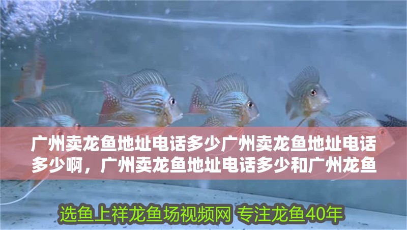 廣州賣龍魚地址電話多少廣州賣龍魚地址電話多少啊，廣州賣龍魚地址電話多少和廣州龍魚市場的介紹到此就結(jié)束了