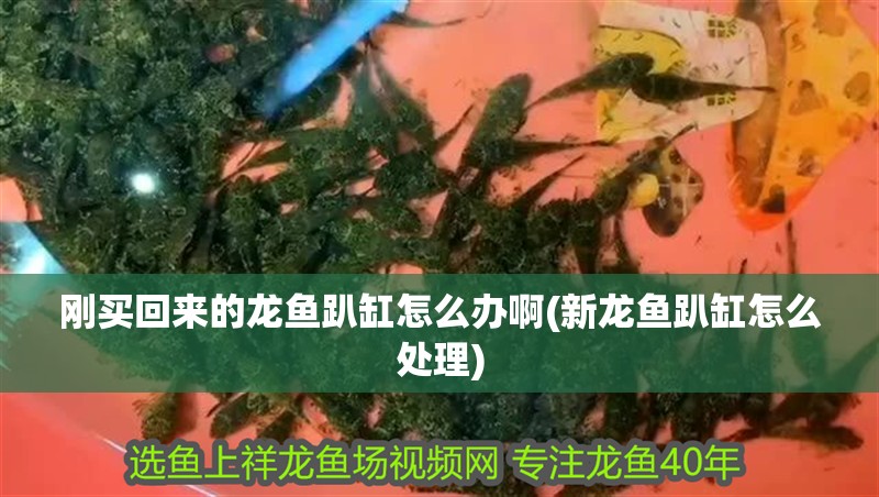 剛買回來的龍魚趴缸怎么辦啊(新龍魚趴缸怎么處理)