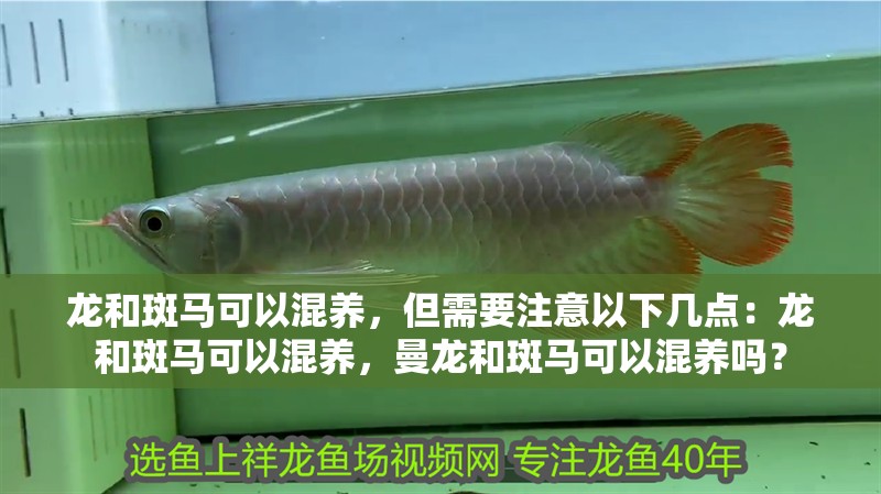 龍和斑馬可以混養，但需要注意以下幾點：龍和斑馬可以混養，曼龍和斑馬可以混養嗎？ 龍和斑馬可以混養，但需要注意以下幾點：龍和斑馬可以混養，曼龍和斑馬可以混養嗎？ 觀賞魚百科