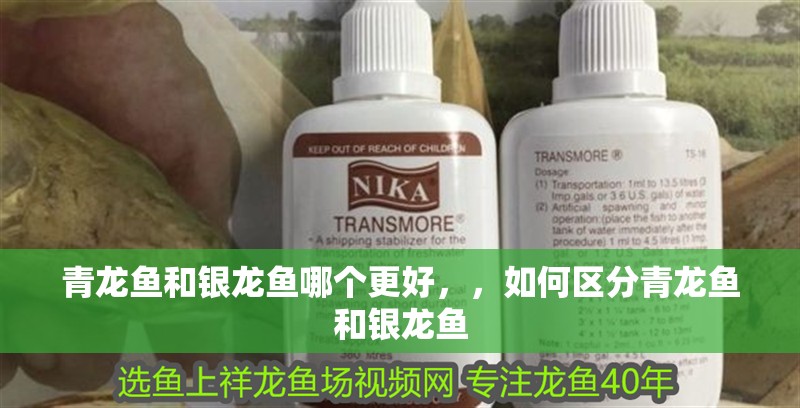 青龍魚和銀龍魚哪個更好，，如何區分青龍魚和銀龍魚