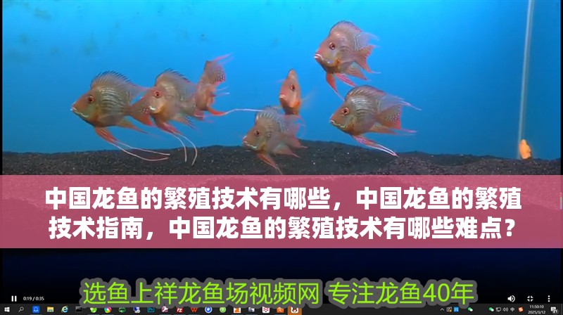 中國龍魚的繁殖技術(shù)有哪些，中國龍魚的繁殖技術(shù)指南，中國龍魚的繁殖技術(shù)有哪些難點？