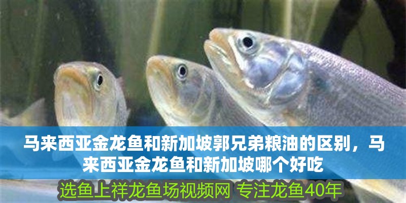 馬來西亞金龍魚和新加坡郭兄弟糧油的區(qū)別，馬來西亞金龍魚和新加坡哪個(gè)好吃