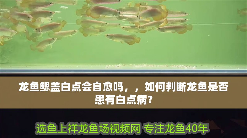 龍魚鰓蓋白點會自愈嗎，，如何判斷龍魚是否患有白點??？