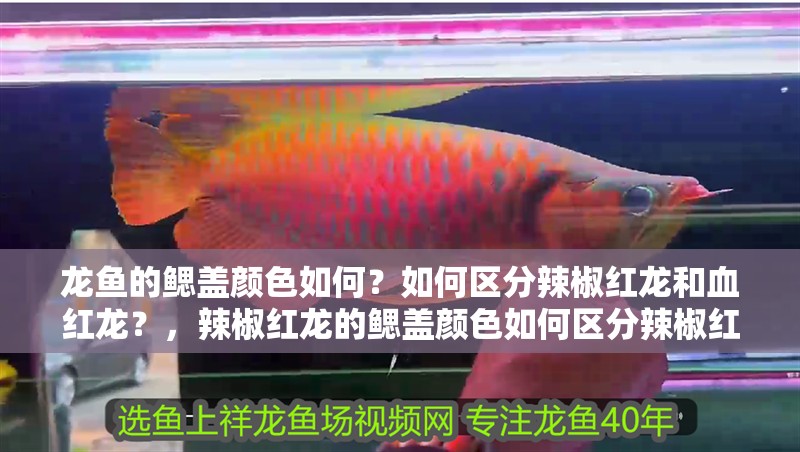 龍魚的鰓蓋顏色如何？如何區分辣椒紅龍和血紅龍？，辣椒紅龍的鰓蓋顏色如何區分辣椒紅龍和血紅龍的飼養技巧