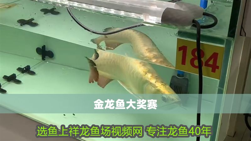 金龍魚大獎賽