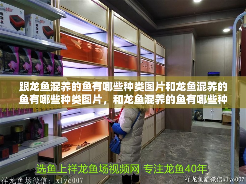 跟龍魚混養的魚有哪些種類圖片和龍魚混養的魚有哪些種類圖片，和龍魚混養的魚有哪些種類圖片