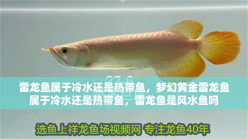 雷龍魚屬于冷水還是熱帶魚，夢幻黃金雷龍魚屬于冷水還是熱帶魚，雷龍魚是風水魚嗎